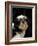 Shih Tzu with Hair Cut Short-Adriano Bacchella-Framed Photographic Print