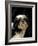 Shih Tzu with Hair Cut Short-Adriano Bacchella-Framed Photographic Print