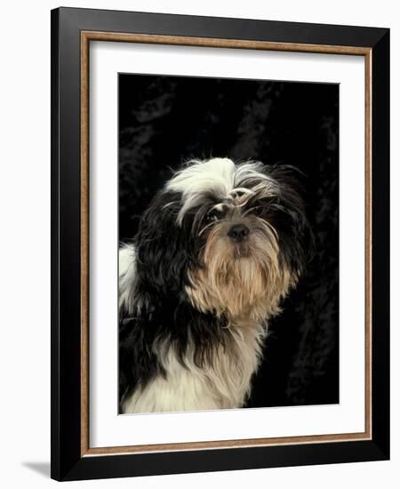 Shih Tzu with Hair Cut Short-Adriano Bacchella-Framed Photographic Print