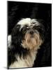 Shih Tzu with Hair Cut Short-Adriano Bacchella-Mounted Photographic Print