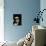 Shih Tzu with Hair Cut Short-Adriano Bacchella-Mounted Photographic Print displayed on a wall