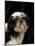 Shih Tzu with Hair Cut Short-Adriano Bacchella-Mounted Photographic Print