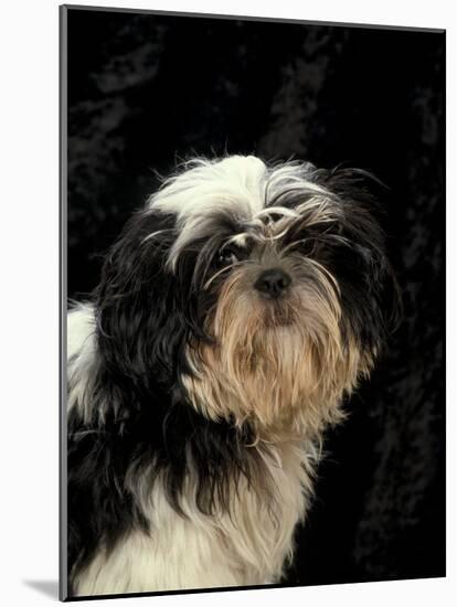 Shih Tzu with Hair Cut Short-Adriano Bacchella-Mounted Photographic Print