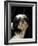 Shih Tzu with Hair Cut Short-Adriano Bacchella-Framed Photographic Print