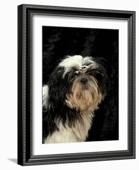 Shih Tzu with Hair Cut Short-Adriano Bacchella-Framed Photographic Print