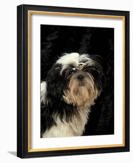 Shih Tzu with Hair Cut Short-Adriano Bacchella-Framed Photographic Print