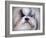 Shihtzu Portrait-Jai Johnson-Framed Giclee Print