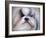 Shihtzu Portrait-Jai Johnson-Framed Giclee Print