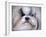 Shihtzu Portrait-Jai Johnson-Framed Giclee Print