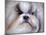 Shihtzu Portrait-Jai Johnson-Mounted Giclee Print