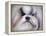 Shihtzu Portrait-Jai Johnson-Framed Premier Image Canvas