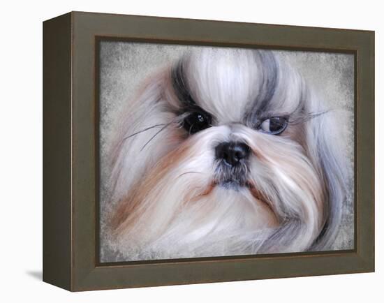 Shihtzu Portrait-Jai Johnson-Framed Premier Image Canvas