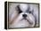 Shihtzu Portrait-Jai Johnson-Framed Premier Image Canvas