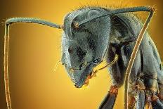 Camponotus Gigas-Shikhei Goh-Photographic Print
