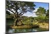 Shikinaen Garden (Shikina-en Garden), UNESCO World Heritage Site, Naha, Okinawa, Japan, Asia-Michael Runkel-Mounted Photographic Print