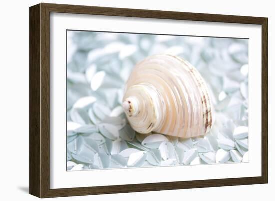 Shimmer Shells IV-Susan Bryant-Framed Art Print