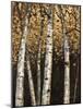 Shimmering Birches 2-Arnie Fisk-Mounted Art Print