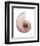 Shimmering Blush Snail 1-Albert Koetsier-Framed Photo