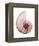 Shimmering Blush Snail 1-Albert Koetsier-Framed Stretched Canvas