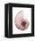 Shimmering Blush Snail 1-Albert Koetsier-Framed Stretched Canvas