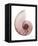 Shimmering Blush Snail 1-Albert Koetsier-Framed Stretched Canvas