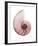 Shimmering Blush Snail 1-Albert Koetsier-Framed Photo