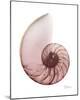 Shimmering Blush Snail 1-Albert Koetsier-Mounted Photo