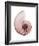 Shimmering Blush Snail 1-Albert Koetsier-Framed Photo