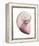 Shimmering Blush Snail 2-Albert Koetsier-Framed Stretched Canvas