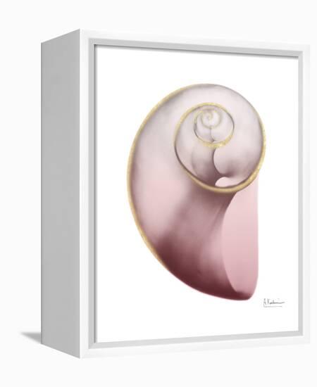 Shimmering Blush Snail 2-Albert Koetsier-Framed Stretched Canvas