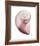 Shimmering Blush Snail 2-Albert Koetsier-Framed Photo