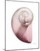 Shimmering Blush Snail 2-Albert Koetsier-Mounted Photo