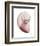 Shimmering Blush Snail 2-Albert Koetsier-Framed Photo