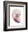 Shimmering Blush Snail 2-Albert Koetsier-Framed Photo