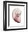 Shimmering Blush Snail 2-Albert Koetsier-Framed Photo