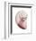 Shimmering Blush Snail 2-Albert Koetsier-Framed Photo