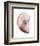 Shimmering Blush Snail 2-Albert Koetsier-Framed Photo