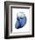 Shimmering Indigo Snail 2-Albert Koetsier-Framed Photo