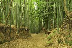 Bamboo Line, Kyoto, Japan-Shin Terada-Photographic Print