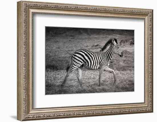 Shinde Camp, Okavango Delta, Botswana, Africa. Young Plains Zebra-Janet Muir-Framed Photographic Print