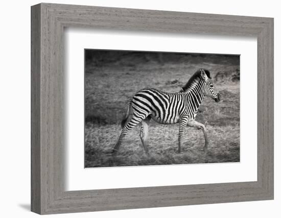 Shinde Camp, Okavango Delta, Botswana, Africa. Young Plains Zebra-Janet Muir-Framed Photographic Print