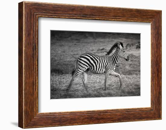 Shinde Camp, Okavango Delta, Botswana, Africa. Young Plains Zebra-Janet Muir-Framed Photographic Print