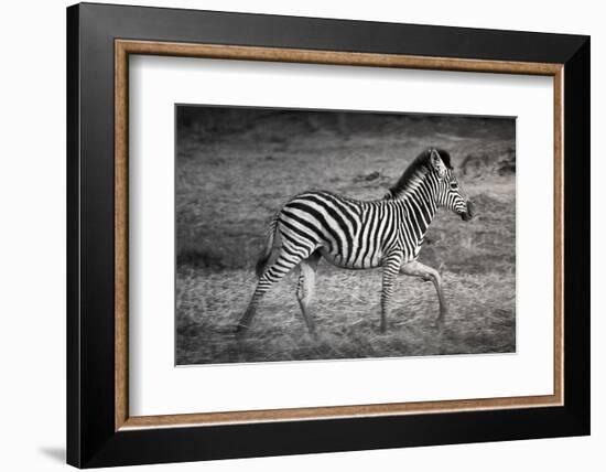 Shinde Camp, Okavango Delta, Botswana, Africa. Young Plains Zebra-Janet Muir-Framed Photographic Print