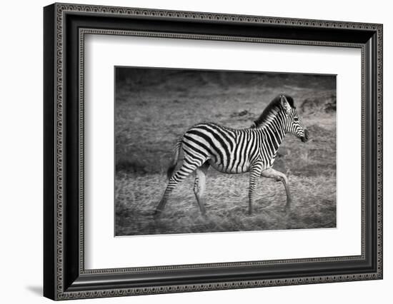 Shinde Camp, Okavango Delta, Botswana, Africa. Young Plains Zebra-Janet Muir-Framed Photographic Print