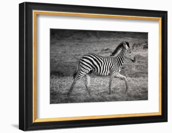 Shinde Camp, Okavango Delta, Botswana, Africa. Young Plains Zebra-Janet Muir-Framed Photographic Print