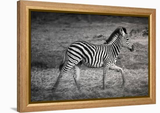 Shinde Camp, Okavango Delta, Botswana, Africa. Young Plains Zebra-Janet Muir-Framed Premier Image Canvas