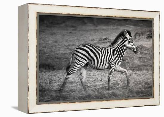 Shinde Camp, Okavango Delta, Botswana, Africa. Young Plains Zebra-Janet Muir-Framed Premier Image Canvas