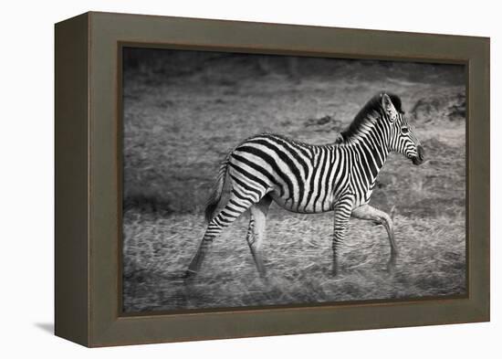 Shinde Camp, Okavango Delta, Botswana, Africa. Young Plains Zebra-Janet Muir-Framed Premier Image Canvas