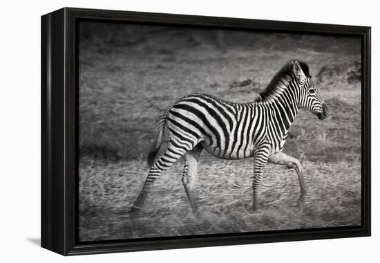 Shinde Camp, Okavango Delta, Botswana, Africa. Young Plains Zebra-Janet Muir-Framed Premier Image Canvas