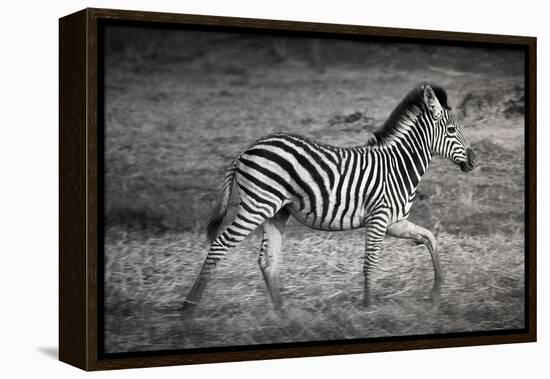 Shinde Camp, Okavango Delta, Botswana, Africa. Young Plains Zebra-Janet Muir-Framed Premier Image Canvas